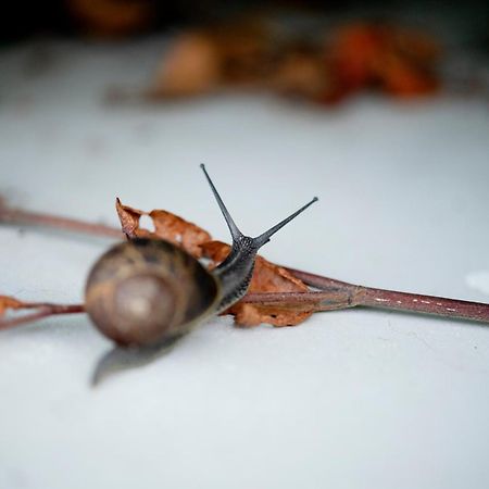 Nuit Blanche Panzió Oud-Heverlee Kültér fotó